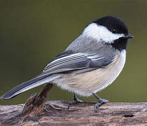 Image result for Chickadee Back