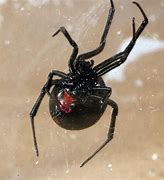 Image result for Black House Spider Ohio
