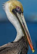 Image result for Pelican 1440Pf