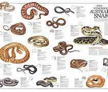Image result for Australian Snake Chart