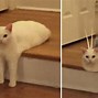 Image result for Laser Dog Stairs Cat Meme
