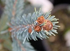 Image result for Pinus parviflora Kin - po