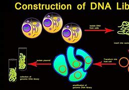 Image result for DNA Libraries