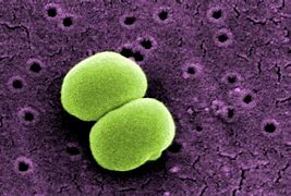 Image result for Covid Bacteria