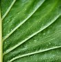 Image result for Images of Green Leaves
