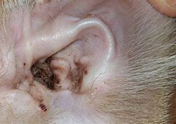 Image result for Wart On Cats Ear