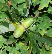 Image result for Quercus petraea