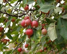 Image result for dwarf fruit tree prune