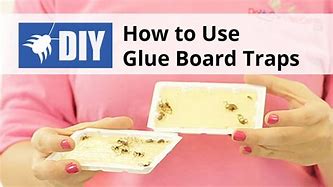 Image result for Glue Boards Pest