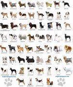 Image result for All Breeds of Small Dogs