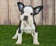 Image result for French Bull Terrier Puppies