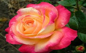 Image result for Pink Rose iPhone 5