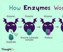 Image result for Enzyme Biology
