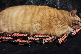 Image result for Cats Eating Mars Bar