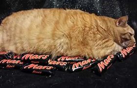 Image result for Cat On Mars