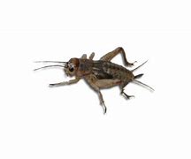Image result for Brown Spotted Crickets
