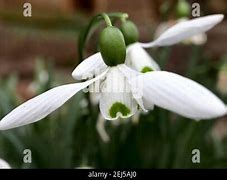 Image result for Galanthus elwesii Fieldgate Tiffany