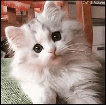 Image result for Galaxy iPhone Wallpaper Cute Cat GIF