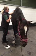 Image result for Equine Sarcoid Treatment