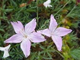 Image result for Dianthus subacaulis niavalis