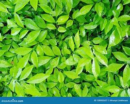 Image result for Tree Leaves Top View