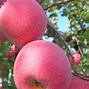Image result for fuji apples orchards