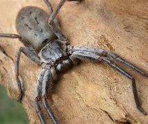 Image result for Giant Banded Huntsman Spider