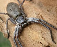 Image result for Large Spiders Australia