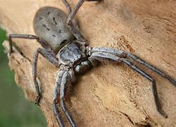 Image result for The Biggest Spider in the World Right Now