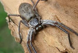 Image result for What Is the World's Largest Spider