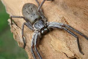 Image result for Giant Spider Legs