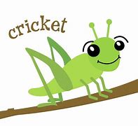 Image result for Cricket Wings Chirp