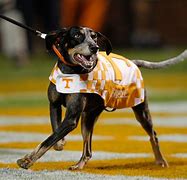 Image result for Tennessee Vols Smokey