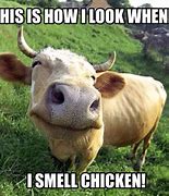 Image result for Cow Boy Cow Meme
