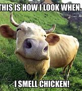Image result for Indian Cow Memes