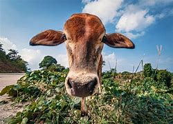 Image result for Brown Cow Looking Camera