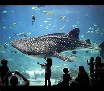 Image result for Guangzhou Aquarium