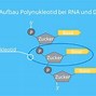 Image result for DNA/RNA Difference