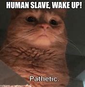 Image result for Cat Barf Pathetic Human Meme