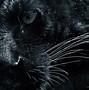 Image result for Carolina Panthers Desktop