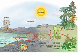 Image result for Land Plant Evolution