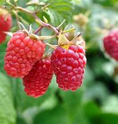 Image result for Raspberry Thimbleberry