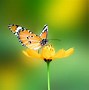 Image result for Backgroud Butterfly