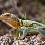 Image result for Reptiles