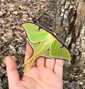 Image result for Moth