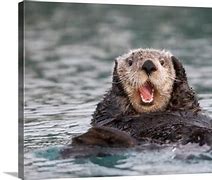 Image result for Otter Back Swimming