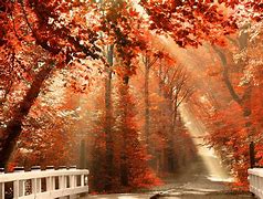 Image result for Fall Laptop Wallpaper