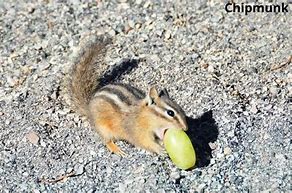 Image result for Animals Eating Grapes