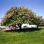 Image result for White Leaves On Apple Tree