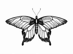 Image result for Insect Sketch